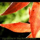 Liquidambar 14 - DSiaz de vivar gustavo