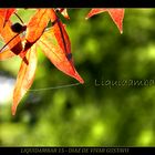 Liquidambar 15 - Diaz De Vivar Gustavo