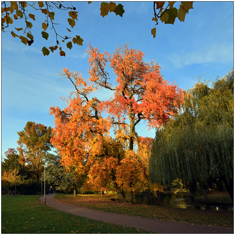 Liquidambar