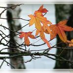 Liquidambar