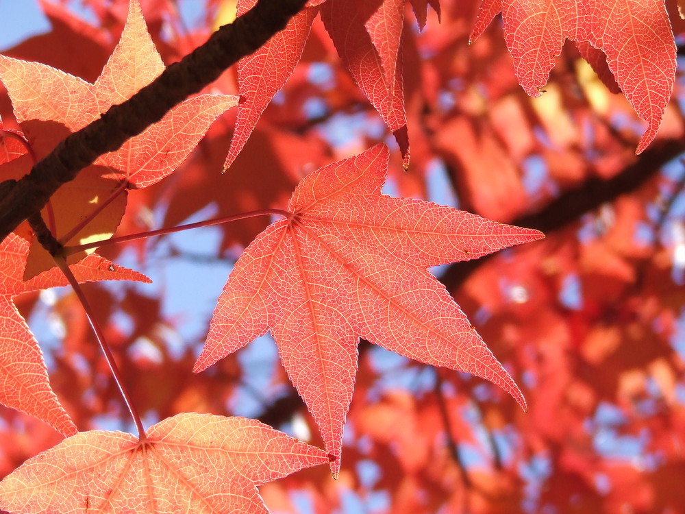 Liquidambar in autunno - n.8