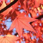 Liquidambar in autunno - n.8