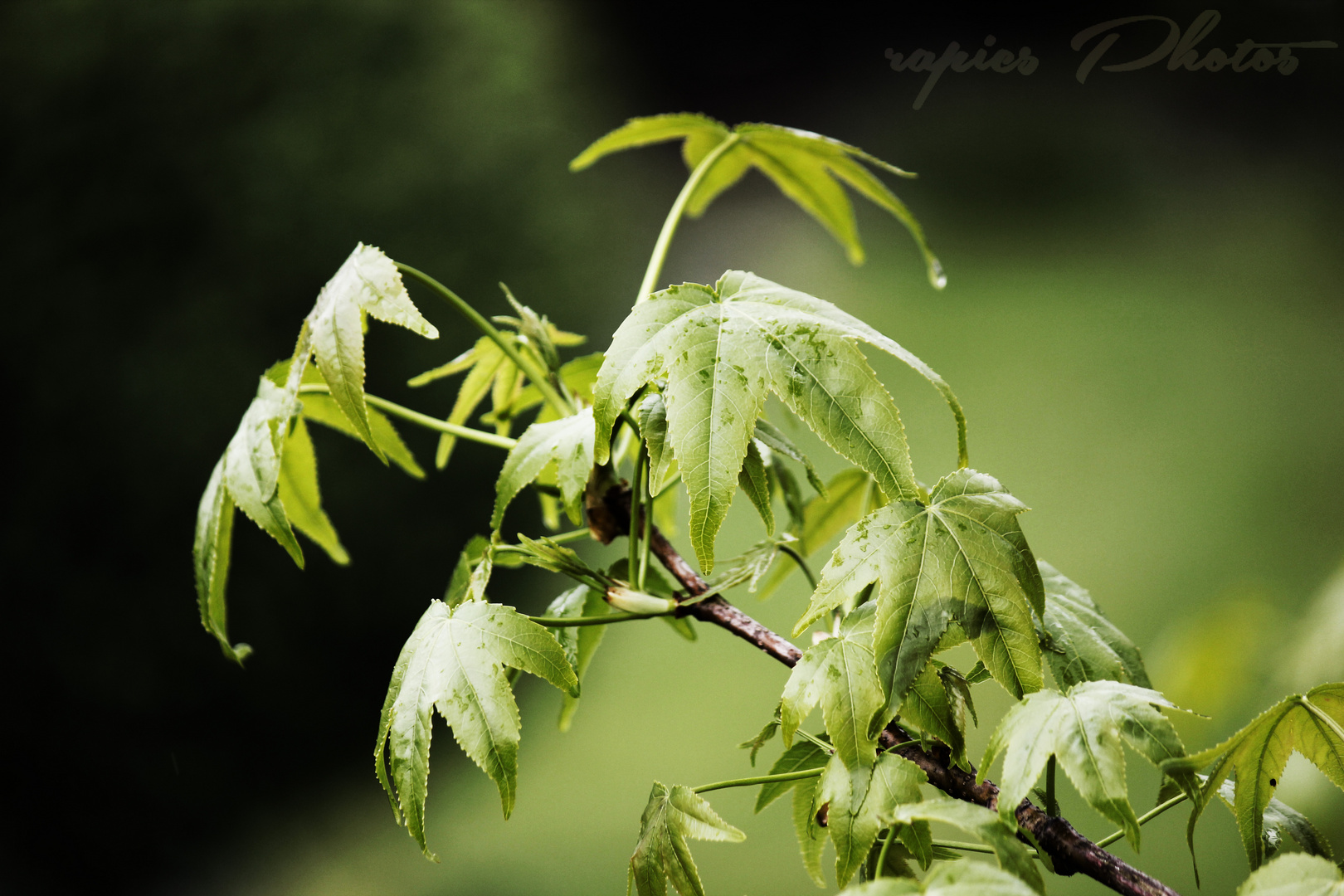 liquidambar styracflua