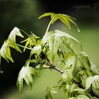 liquidambar styracflua