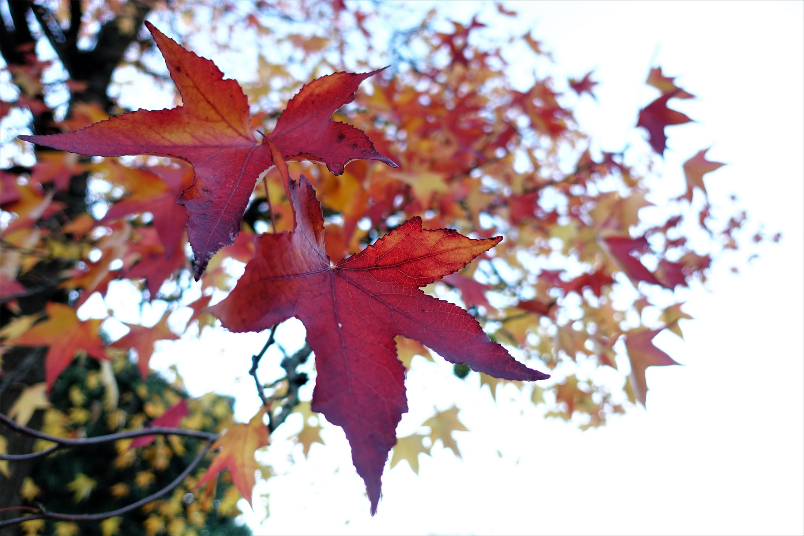 Liquidambar styraciflua