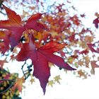 Liquidambar styraciflua