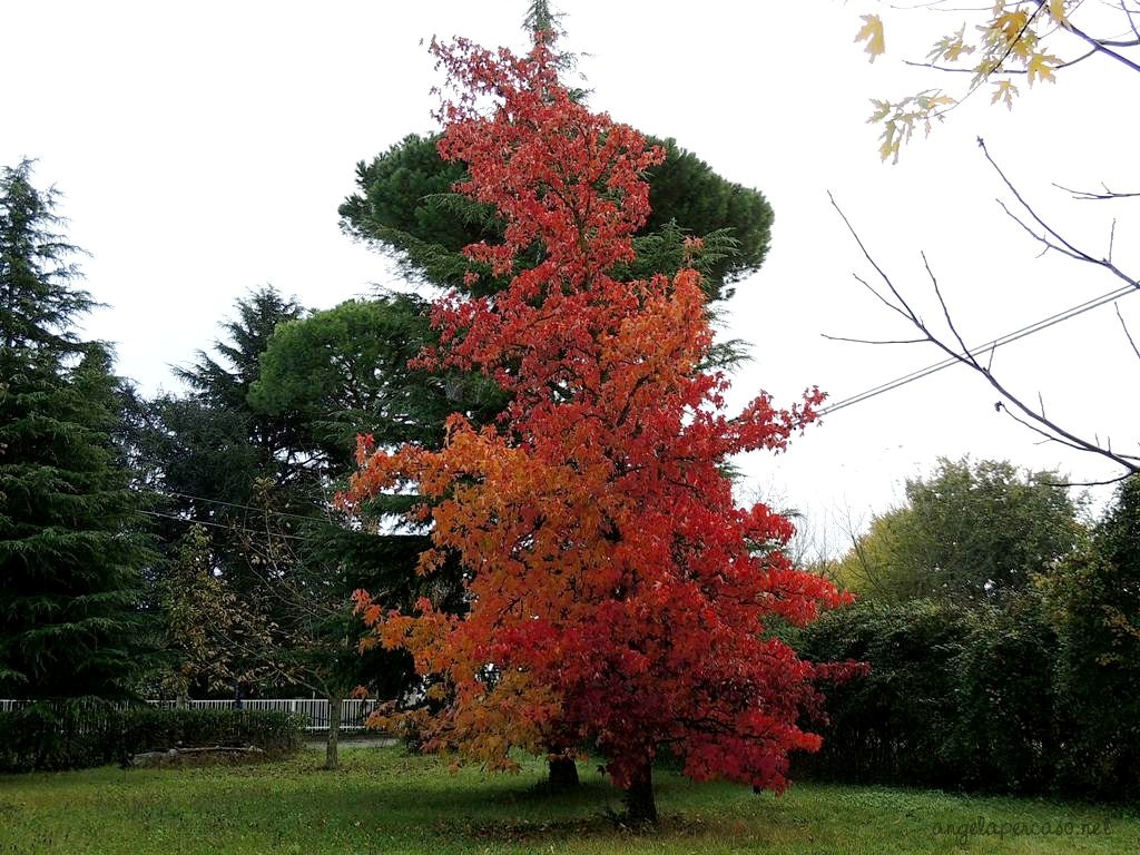 Liquidambar Styraciflua