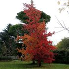 Liquidambar Styraciflua