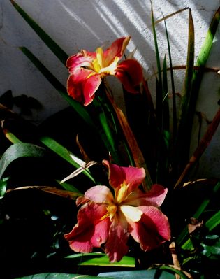 lirio acuatico, sufriendo falta de agua!!!!