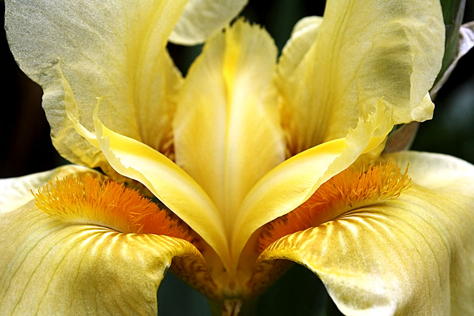 Lirio amarillo