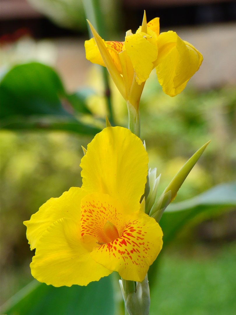 Lirio amarillo