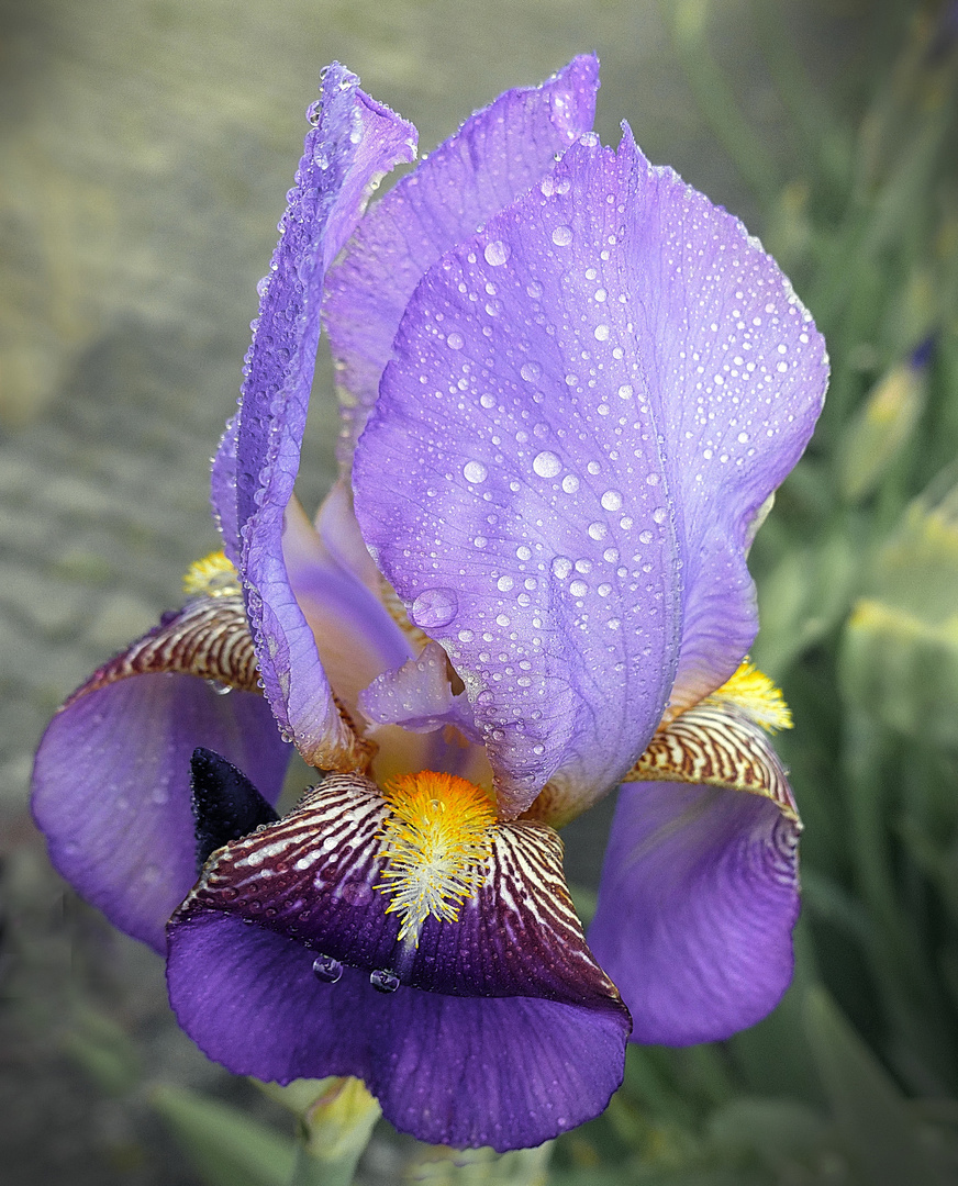 Lirio  en la lluvia 