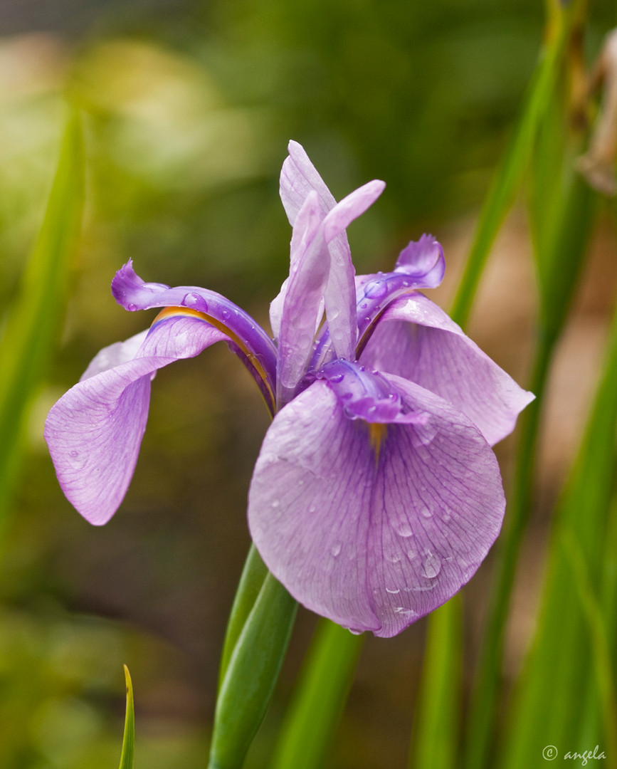 Lirio malva