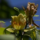 Liriodendron tulipifera