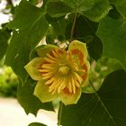 Liriodendron tulipifera