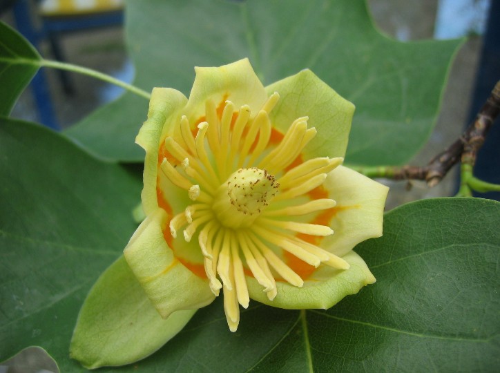 Liriodendron tulipifera Blüte