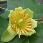 Liriodendron tulipifera Blüte