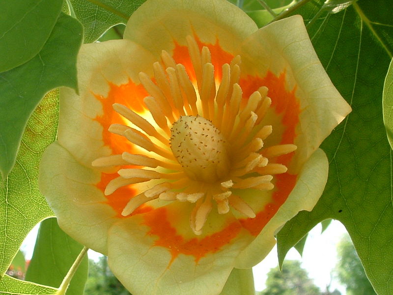 Liriodendron tulipifera