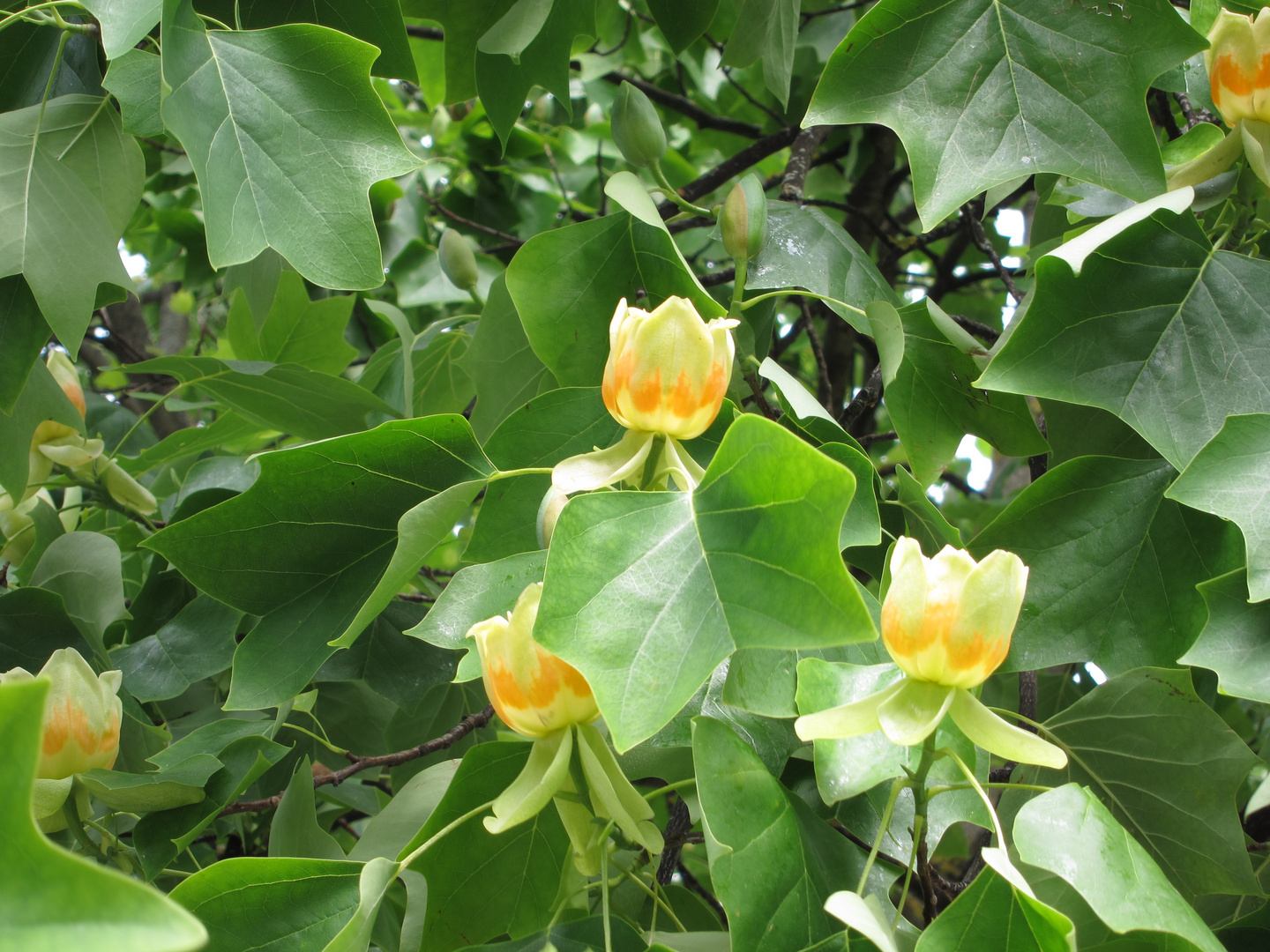 Liriodendron tulipifera / Tulpenbaum