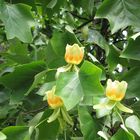 Liriodendron tulipifera / Tulpenbaum