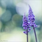 Liriope muscari