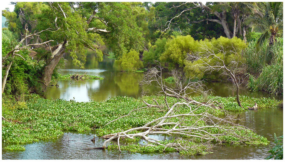 Lirios acuáticos con fondo verde