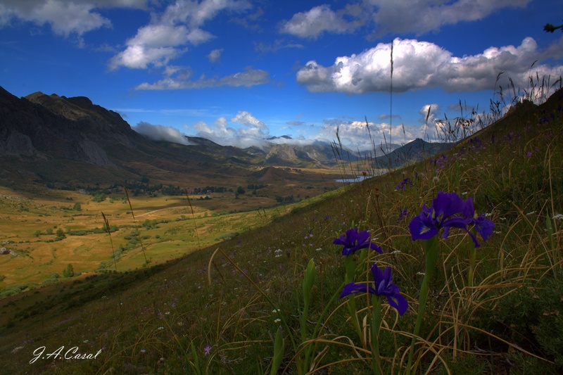 Lirios de montaña