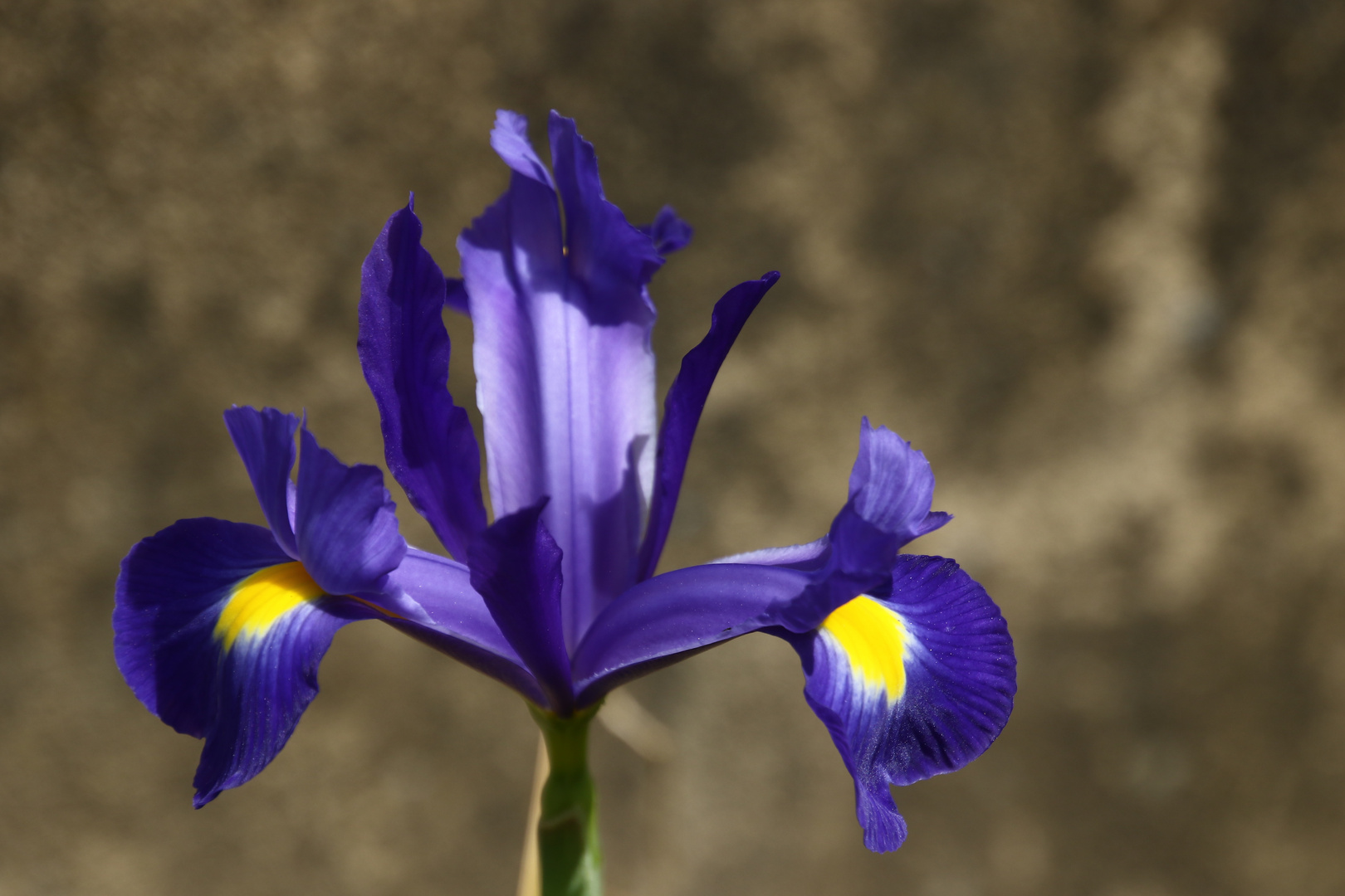 l'iris bleu !