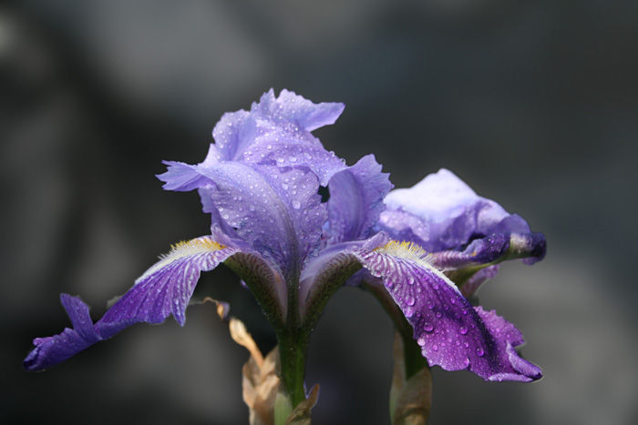 L'iris Bleue