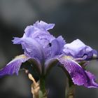 L'iris Bleue