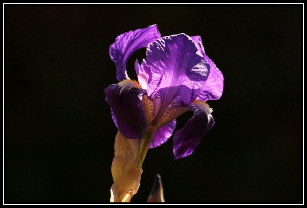 L'IRIS von Verophoto 