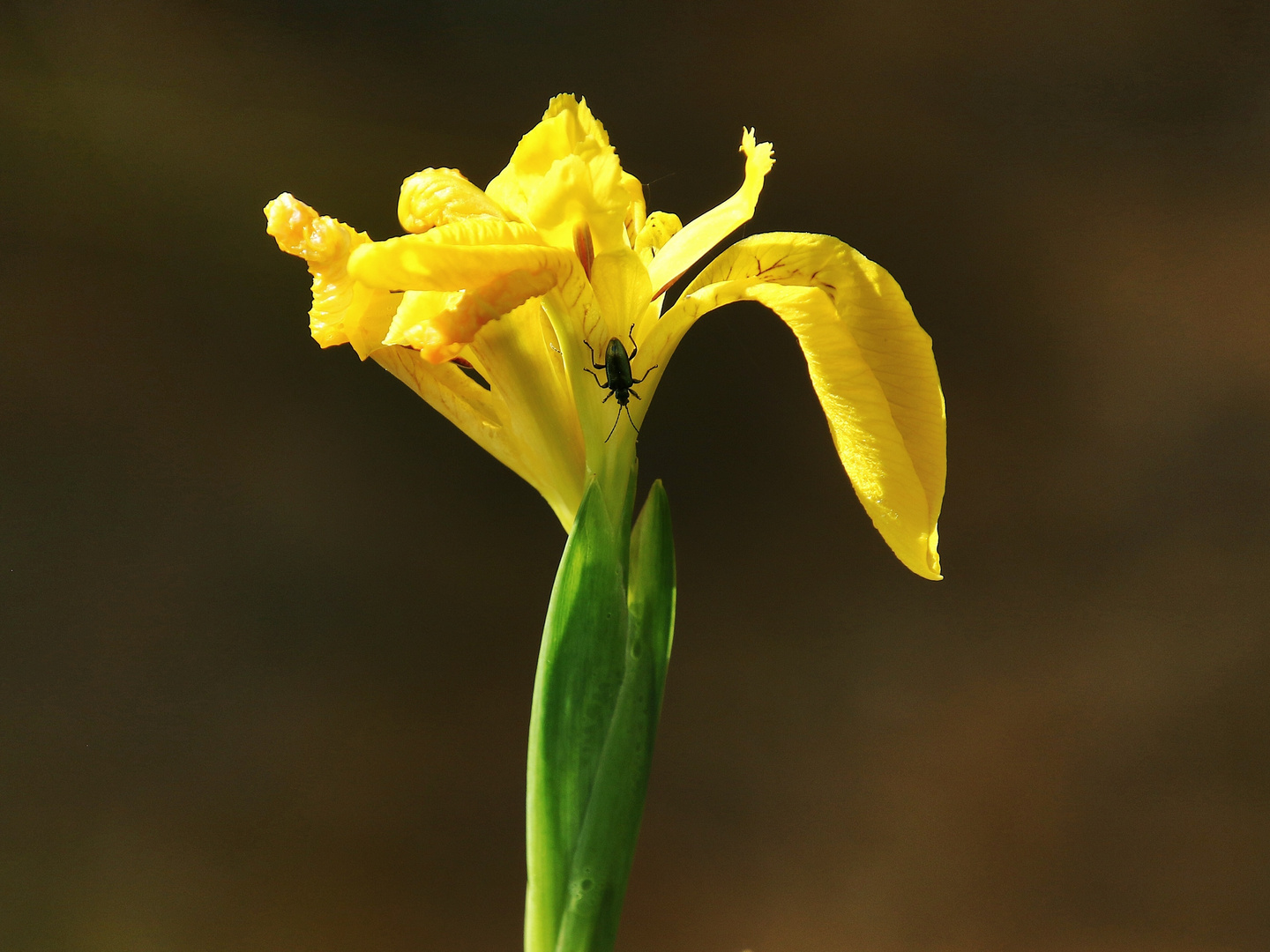 l'iris des marais !