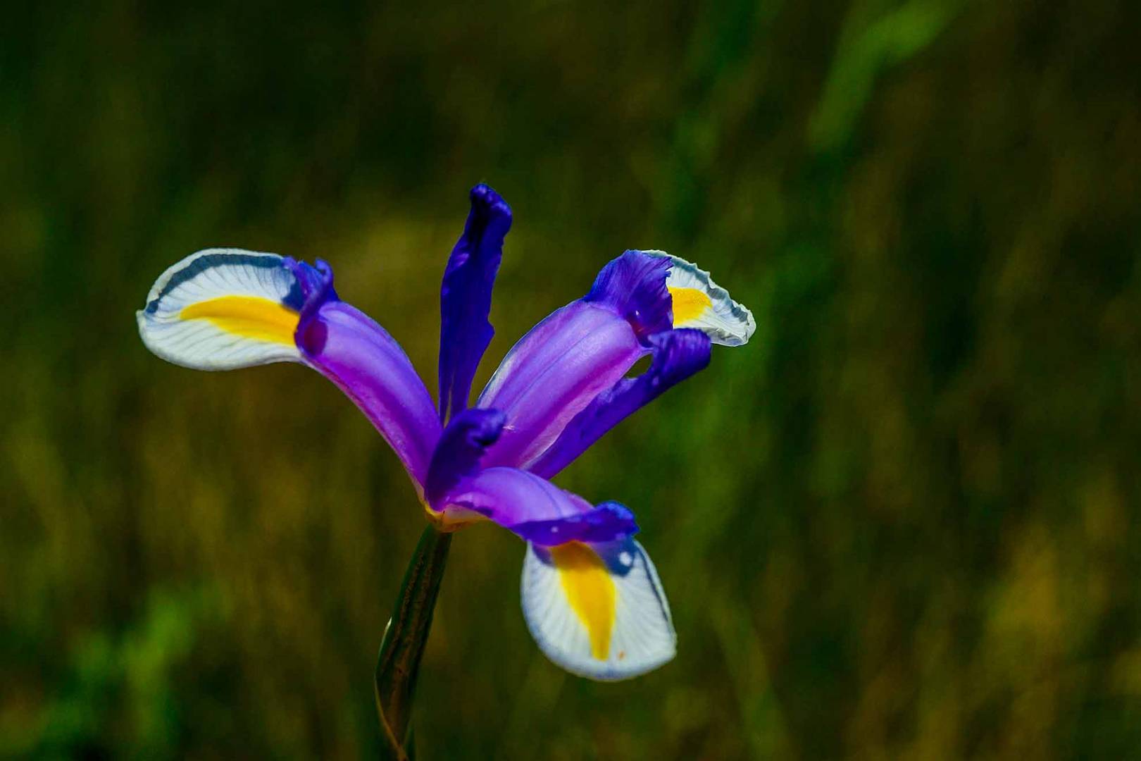 L'Iris d'Espagne - Spanische Iris