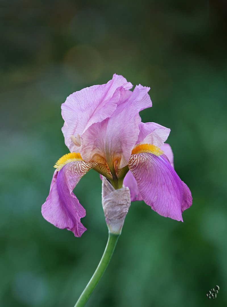 l'iris du jour...