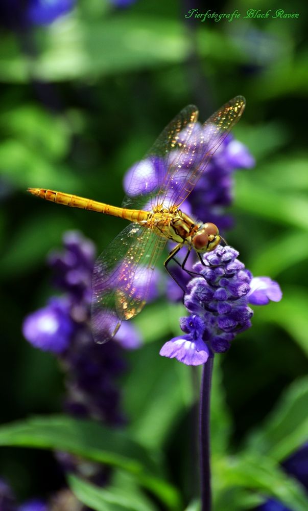 Liro auf Lavendel