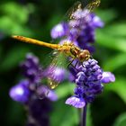 Liro auf Lavendel