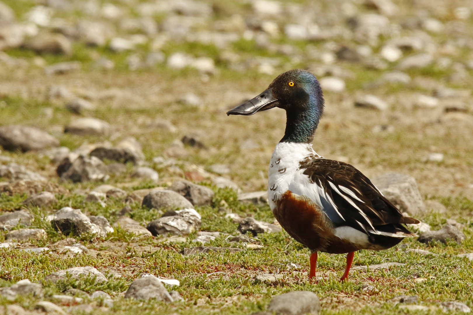 Lirum larum Löffelente ;) Foto & Bild tiere, wildlife, wild lebende vögel Bilder auf