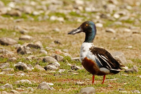 Lirum larum Löffelente ;-)