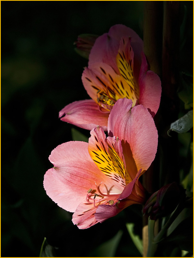 Lis des Incas   --  Alstroemeria