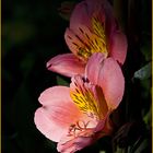 Lis des Incas   --  Alstroemeria