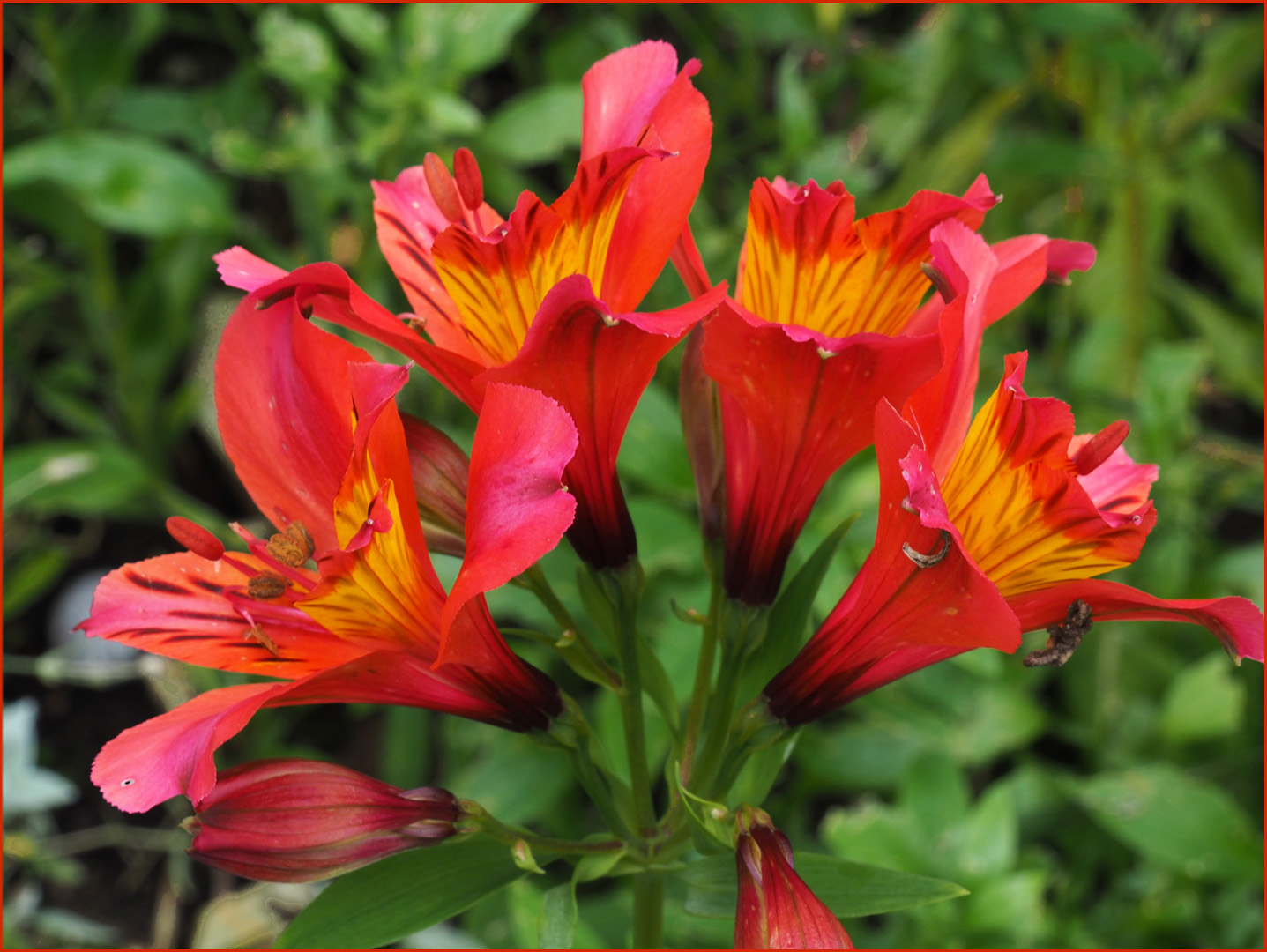 Lis des incas dans le jardin  --  Alstroemeria