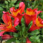 Lis des incas dans le jardin  --  Alstroemeria