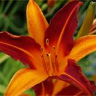 Lis d’un jour - Hemerocallis Blume