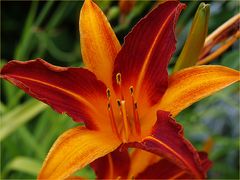 Lis d’un jour - Hemerocallis Blume