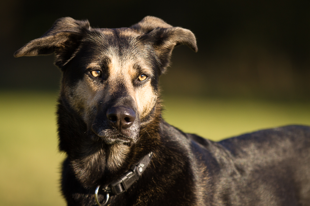 *Lisa* Foto & Bild tiere, haustiere, hunde Bilder auf