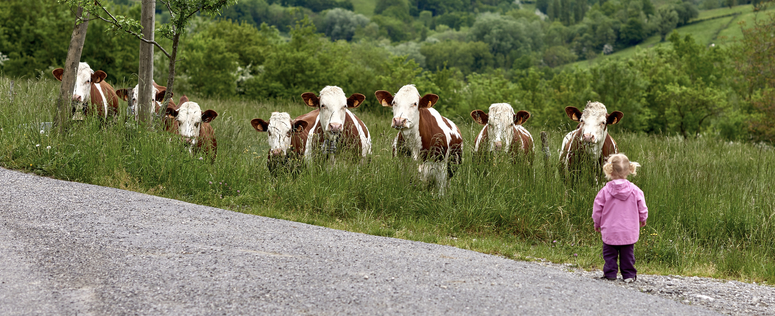 Lisa discute avec les vaches.