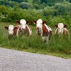 Lisa discute avec les vaches.