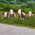 Lisa discute avec les vaches.