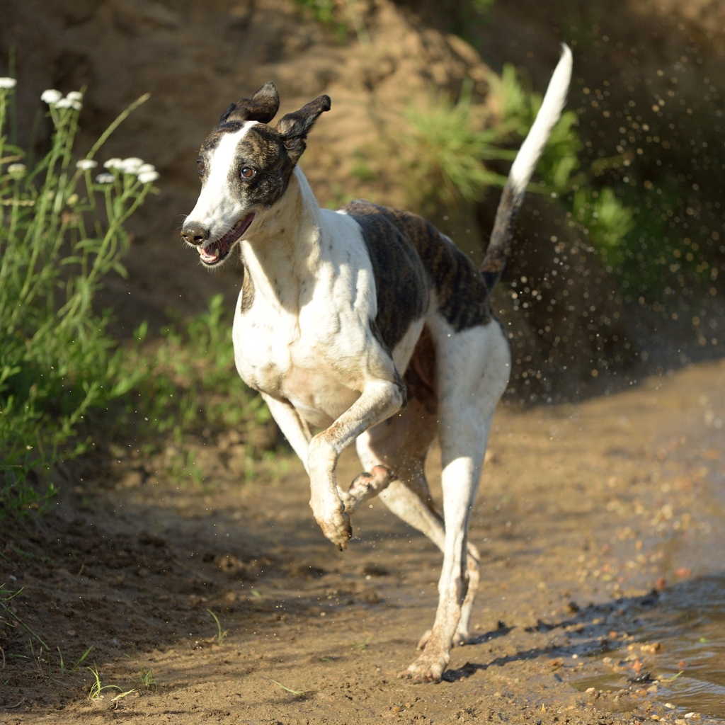 Lisa - Fundhund aus dem Nürnberger Tierheim