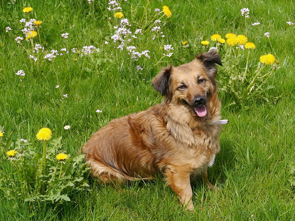 Lisa in der Blumenwiese